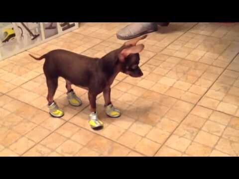 Собака учится ходить в обуви