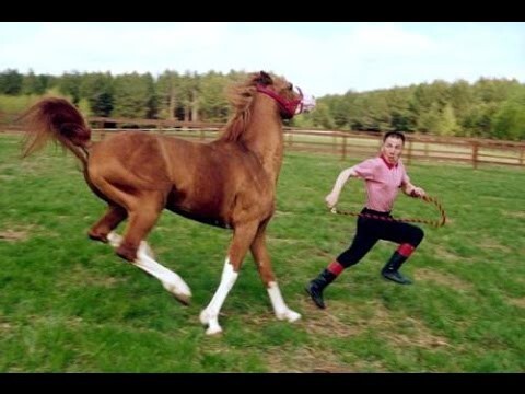 Скотина получил по лицу от лошади!