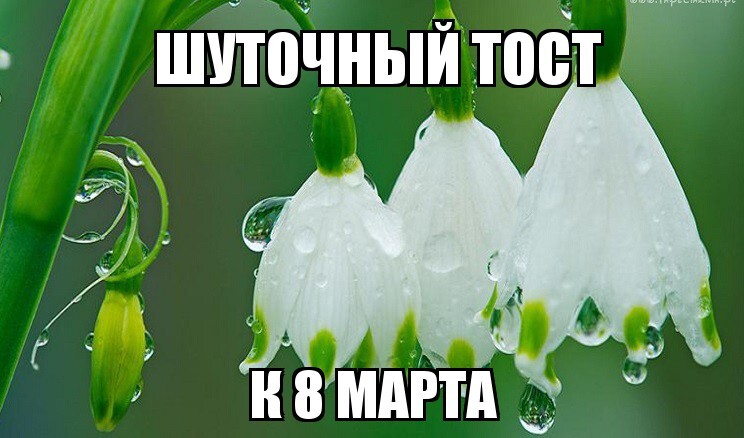 Мартовский тост-шутка