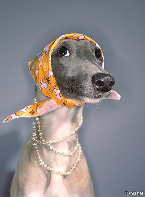 Из солянки