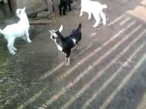 Козляты весёлые ребяты