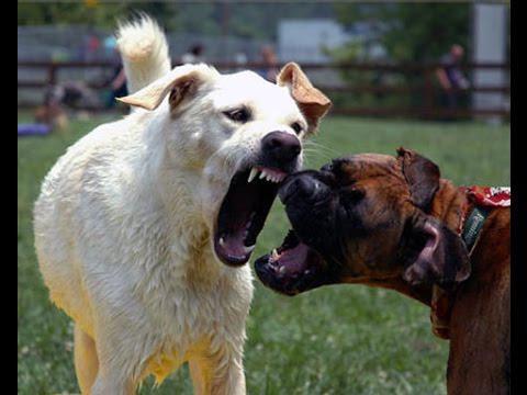 Битва бойцовых собак 