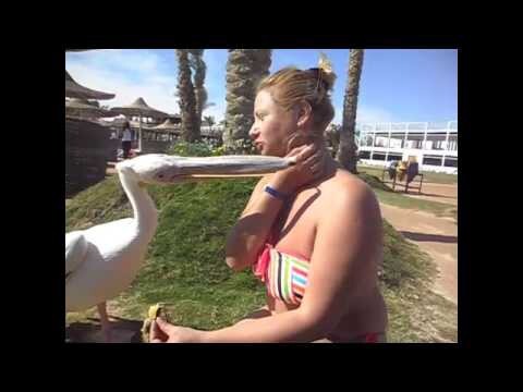 Пеликан пытается съесть девушку