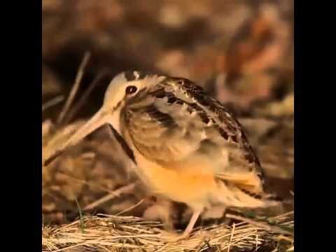 Очень короткое видео с птичкой