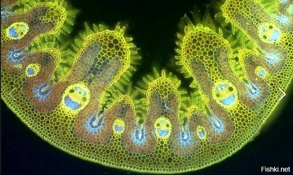 клетка марихуаны под микроскопом)))