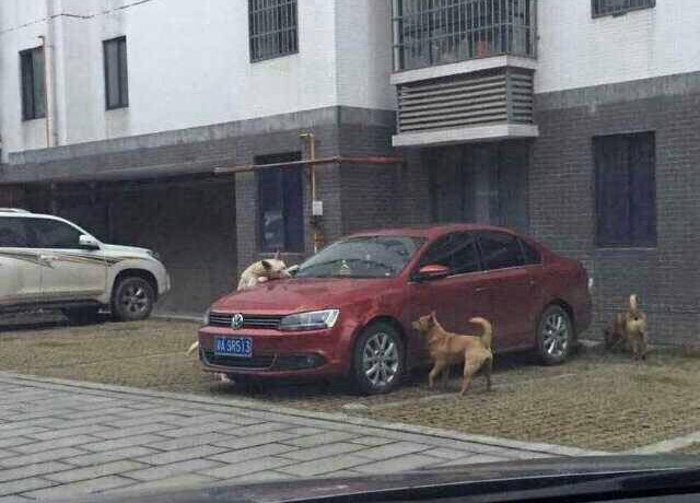 Припаркованный Volkswagen пришелся бездомным собакам по вкусу