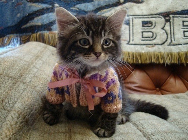 19 очаровательных котиков в свитерах