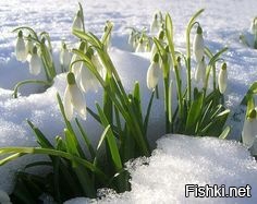 Из солянки