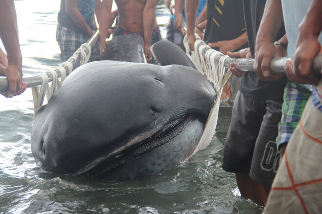 Филиппинские рыбаки поймали в сети редкую акулу-монстра