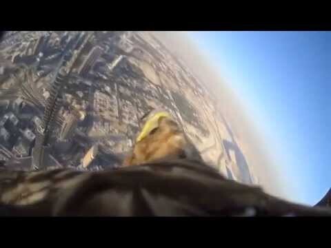 Полет орла над Дубаем
