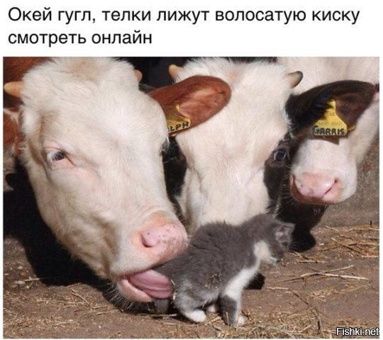 Из солянки
