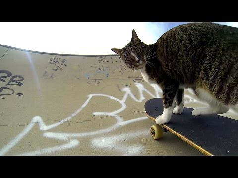 Кошка-скейтбордист