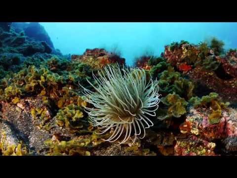 Подводный мир острова Ла-Пальма, Канары