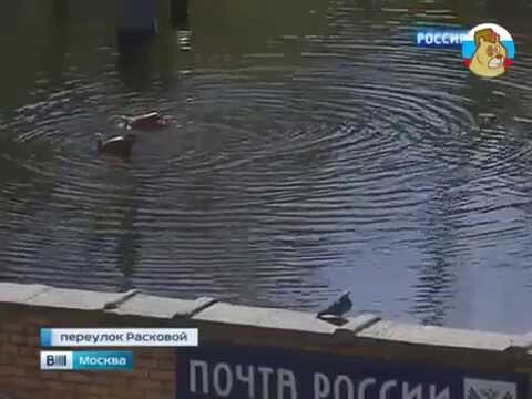На крыше почтового отделения в Москве появилось озеро с утками