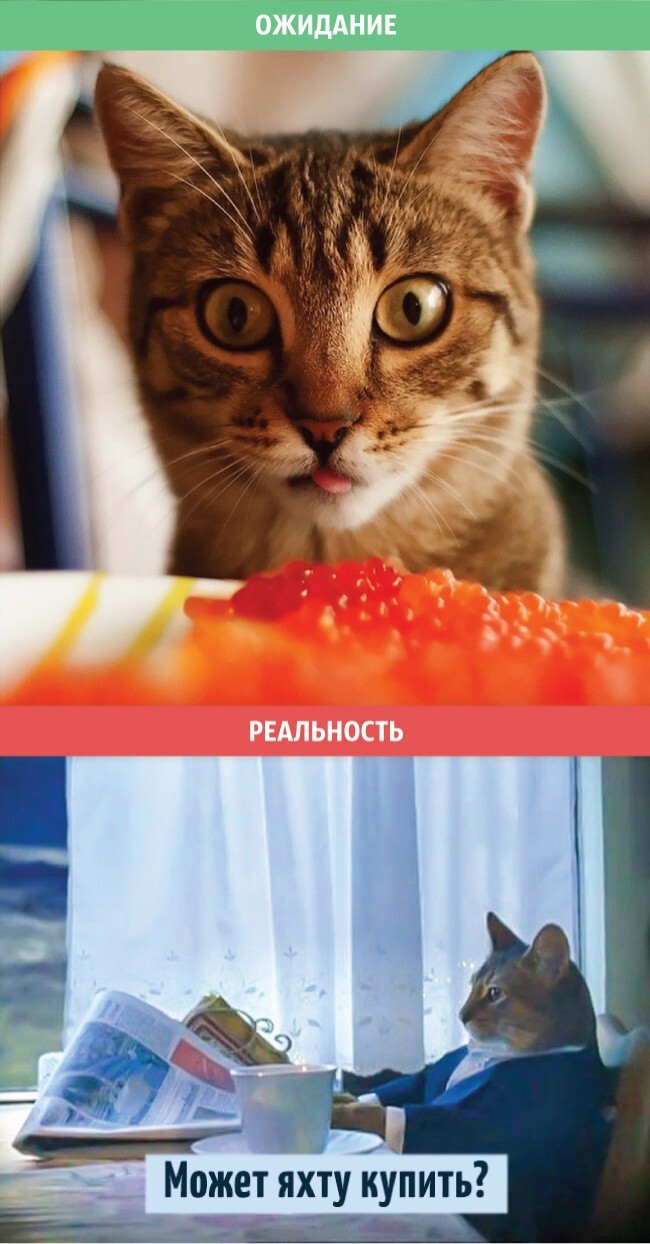 Коты: ожидания и реальность