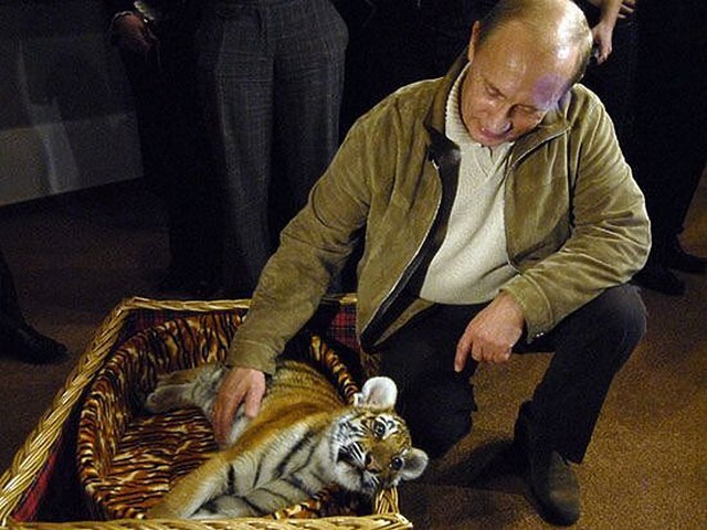 Что стало со знаменитыми “путинскими” тиграми