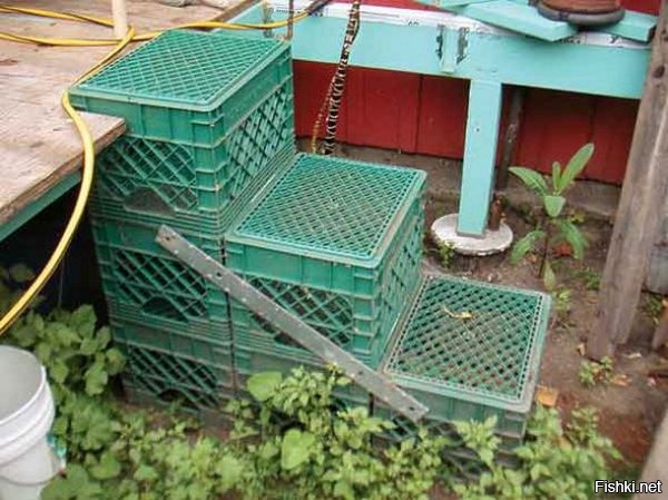 Из солянки