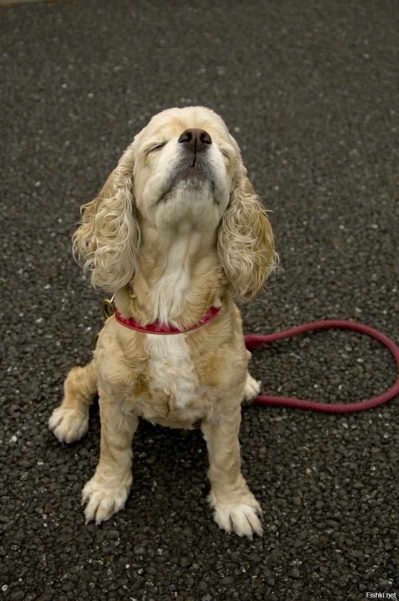 люблю гулять