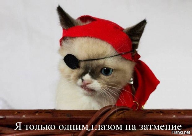 Из солянки