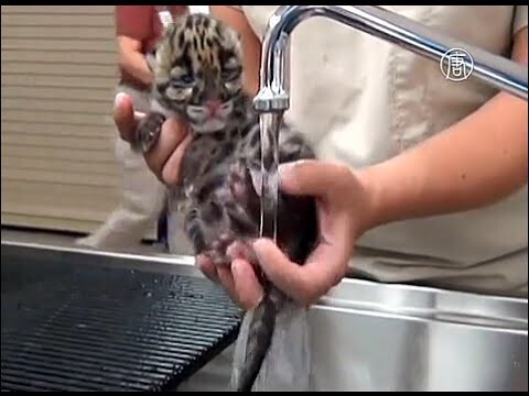 Редкий дымчатый леопард родился в зоопарке США