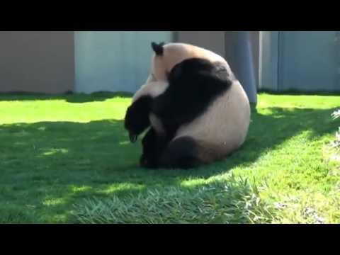 Панда играет со своим малышом