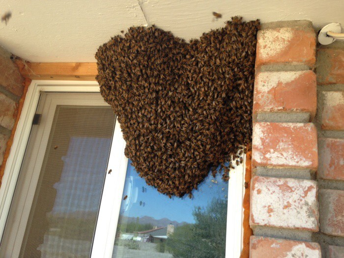 Переселение пчел 