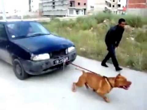 Реально крутой и сильный пес, тащит автомобиль