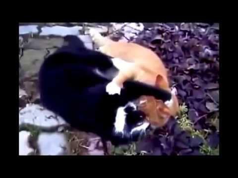 Реальная, жесткая драка котов 
