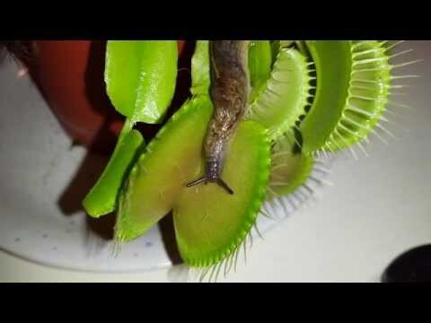  Venus Flytrap 