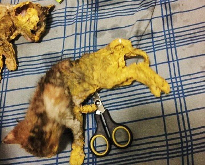 Выкрасил котят в жёлтый цвет и оставил умирать
