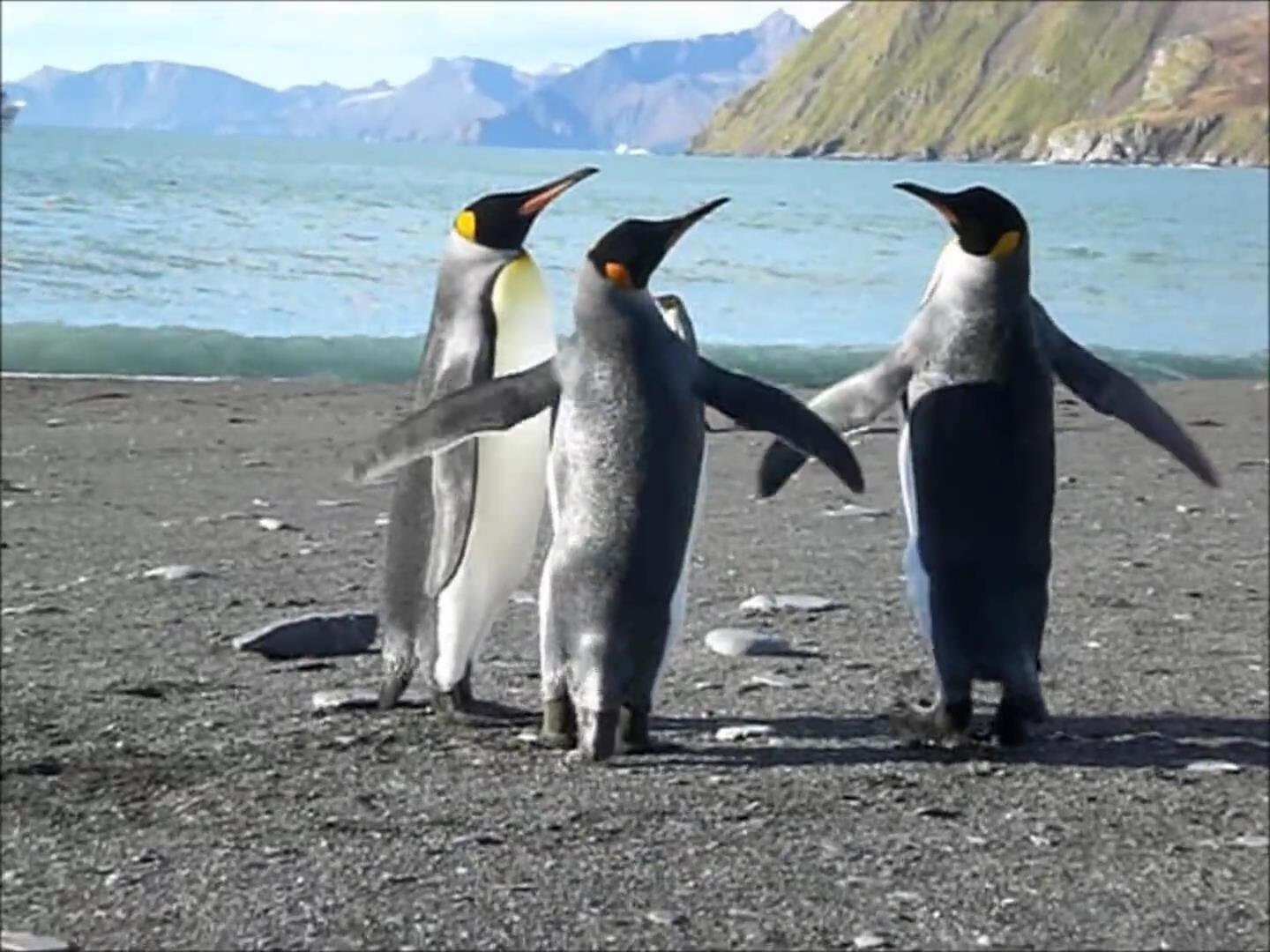  Разборка пингвинов