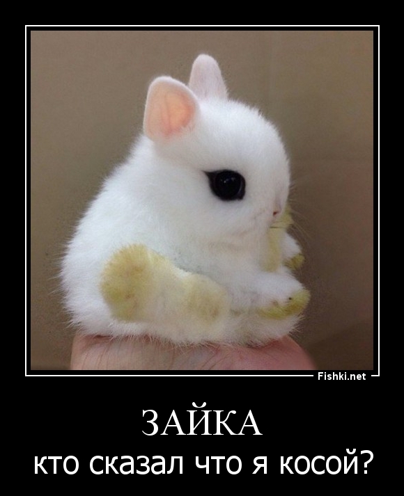 зайка