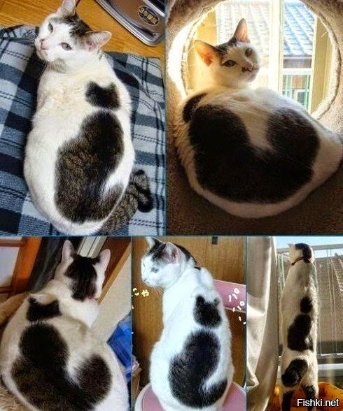 Кошка с кошкой на спине 