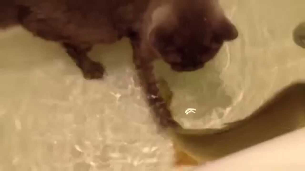 Кот сломался