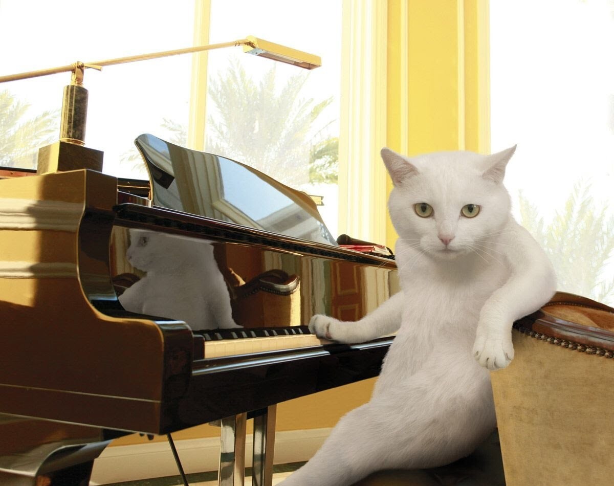 Вино, пианино и кино для кошек (2 фото+видео)