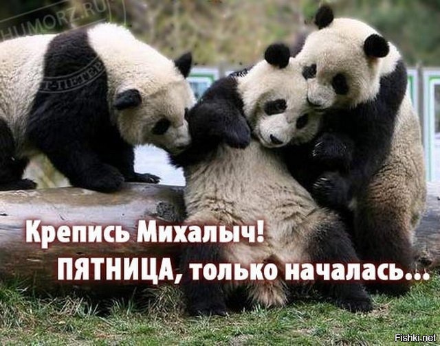 Из солянки