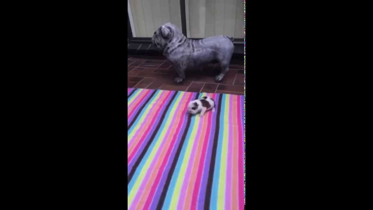  Крошечный щенок учится лаять