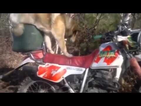 Умная собака мотоциклиста