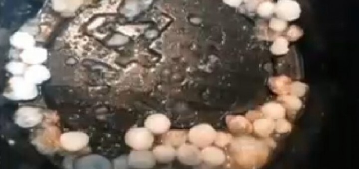 Жительница Теннесси нашла в устрице 50 жемчужин