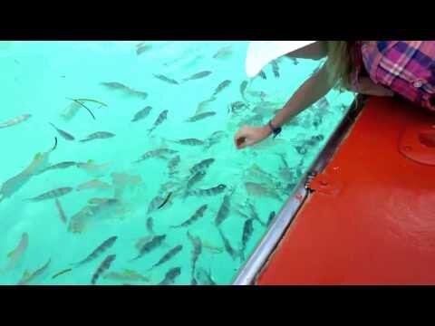 Рыбки на Сейшельских островах