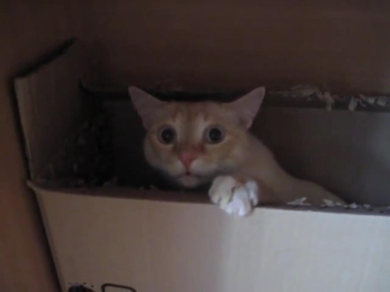 Кот пытается сожрать коробку
