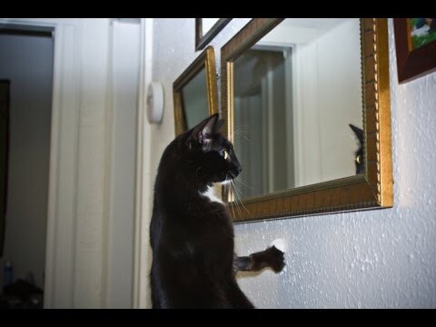 Кот увидел себя в зеркале