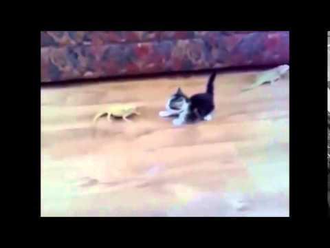 Котенок скачет вокруг ящерицы