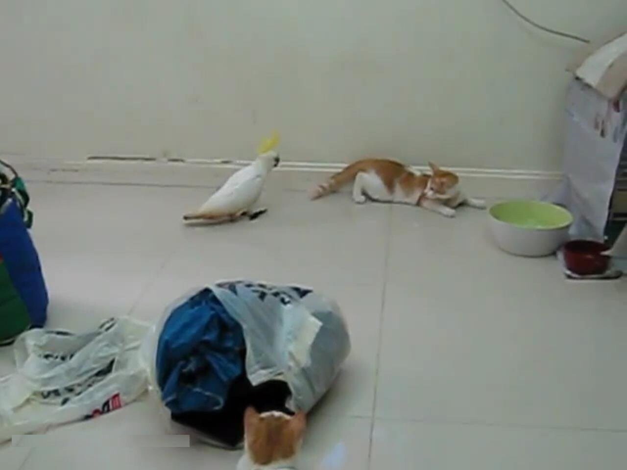 Попугай гоняет кошек