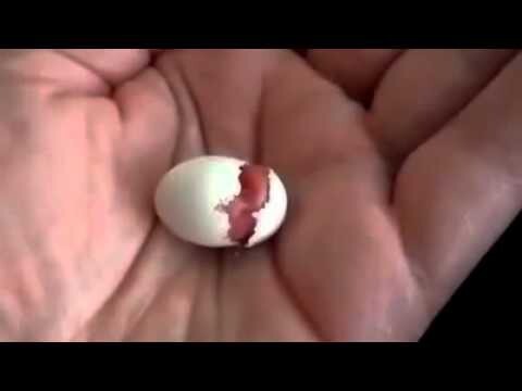 Как рождаются попугаи