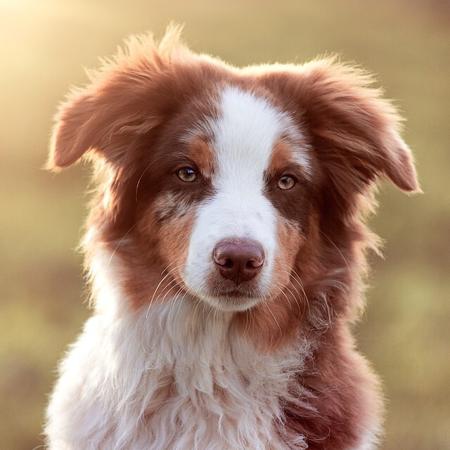 19 причин, по которым австралийская овчарка - лучшая собака в мире