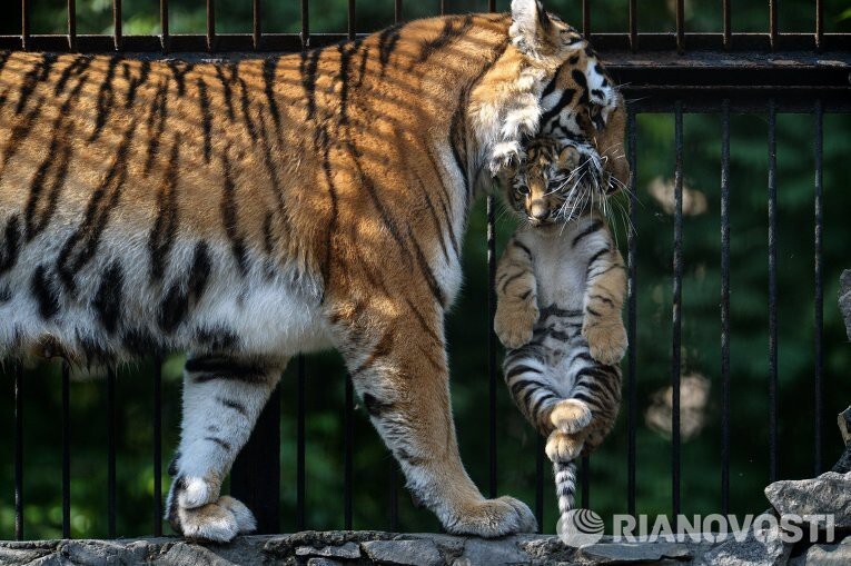 В китайском заповеднике амурская тигрица родила пять малышей