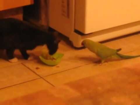Котенок и попугай сражаются за еду