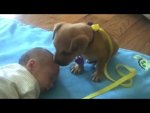 Сонный щенок изо всех сил охраняет спящего малыша 