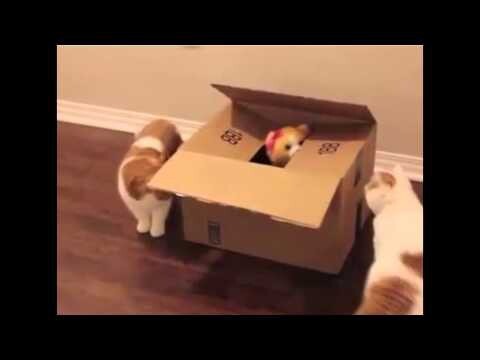 Видео с кошками